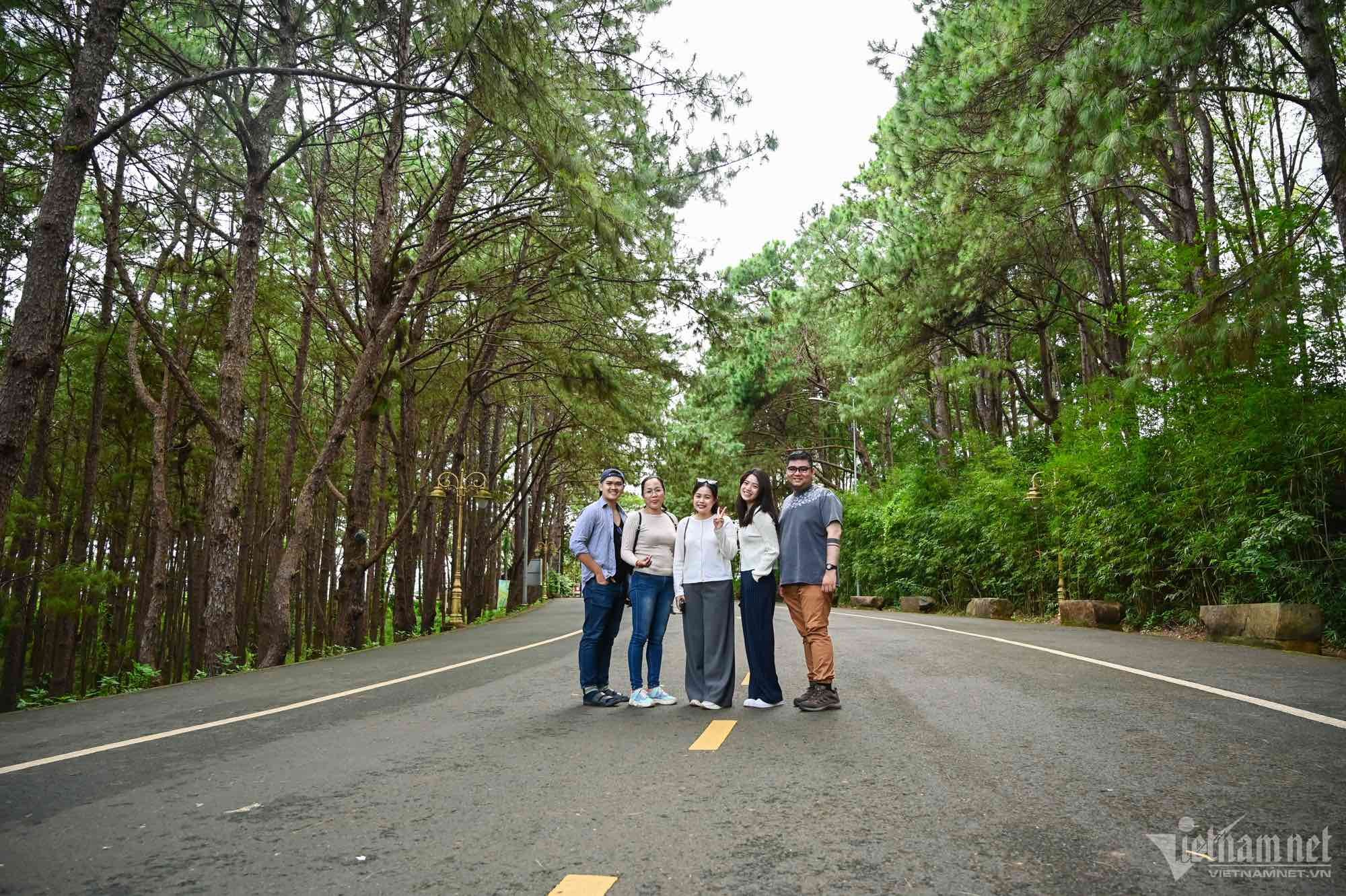 Du khách đổ về check-in đường thông đẹp thơ mộng ở Tây Nguyên