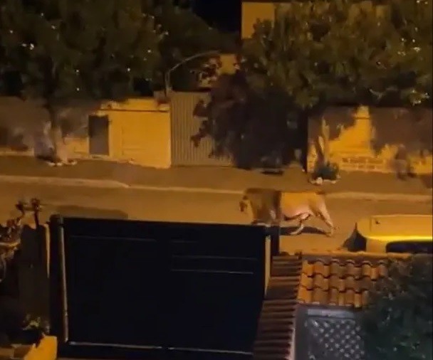 Italy: Chưa rõ nguyên nhân con sư tử ở rạp xiếc thoát ra ngoài, lang thang các đường phố