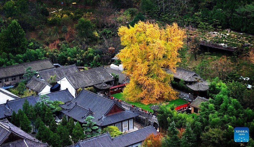 Trung Quốc: Hai cây
