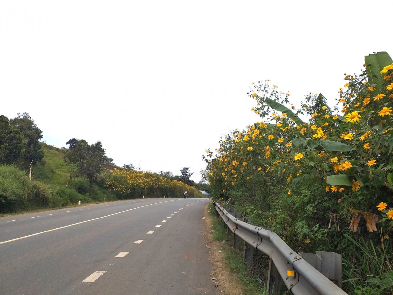 Ven những con đường ở Tây Nguyên mùa này hoa dã quỳ nở rực rỡ khiến bất cứ ai qua đường cũng thích thú... Ven những con đường ở Tây Nguyên mùa này hoa dã quỳ nở rực rỡ khiến bất cứ ai qua đường cũng thích thú...