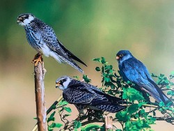 Khám phá 35 loài chim hoang dã, định cư và di cư được chụp tại Hà Nội