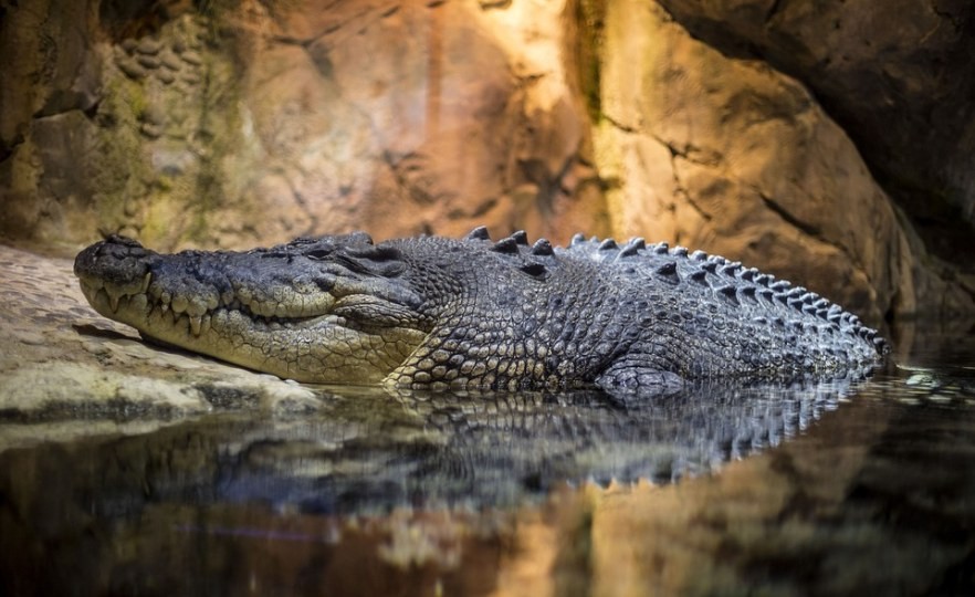 Mozambique: Động vật hoang dã tấn công làm 40 người thiệt mạng trong một tỉnh