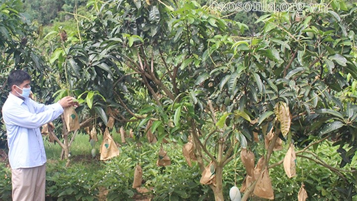 Mô hình “Thâm canh xoài theo tiêu chuẩn VietGAP” tại Sơn La. (Nguồn: Báo Sơn La) Mô hình “Thâm canh xoài theo tiêu chuẩn VietGAP” tại Sơn La. (Nguồn: Báo Sơn La)