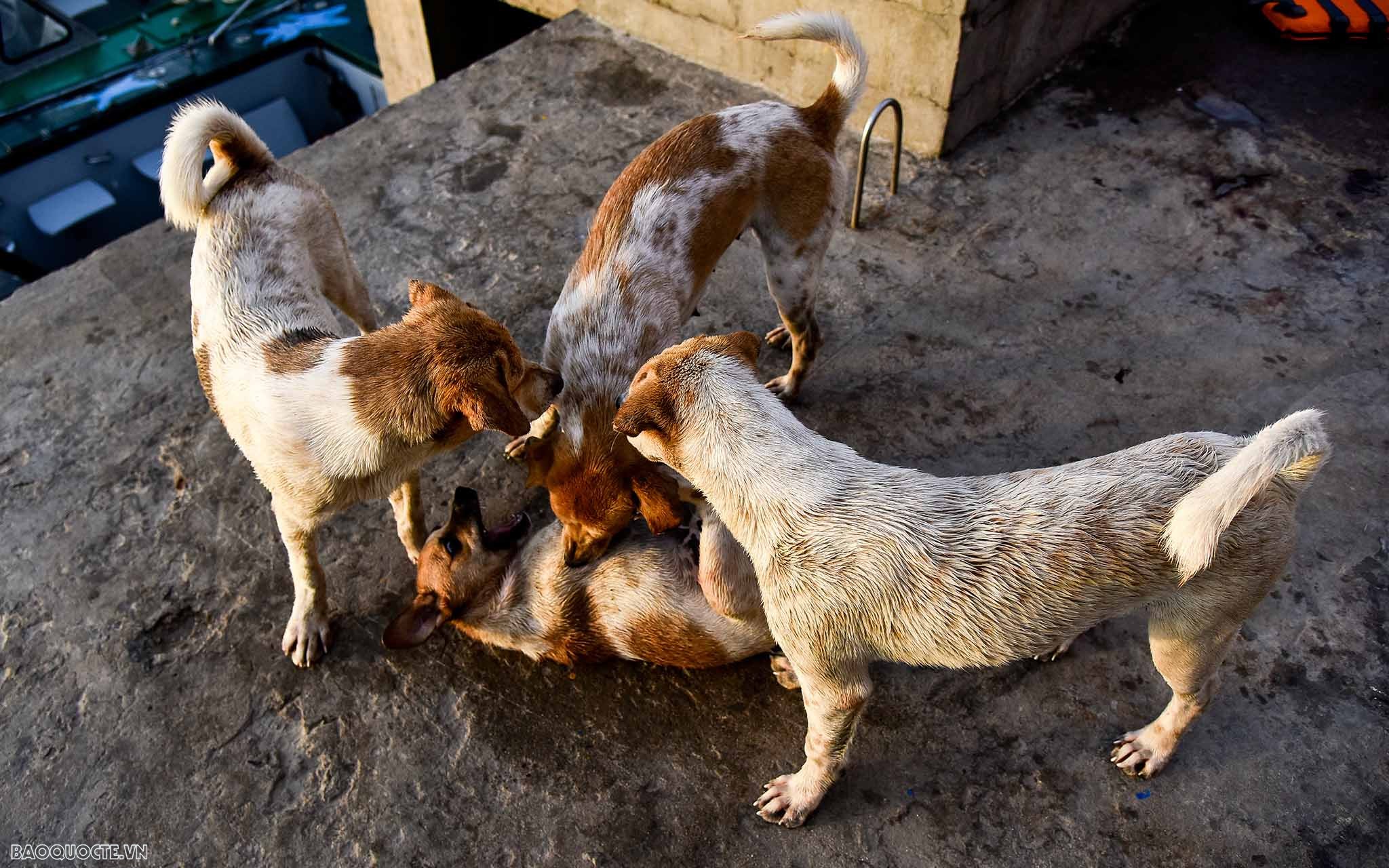 Những người bạn 4 chân của chiến sĩ Trường Sa