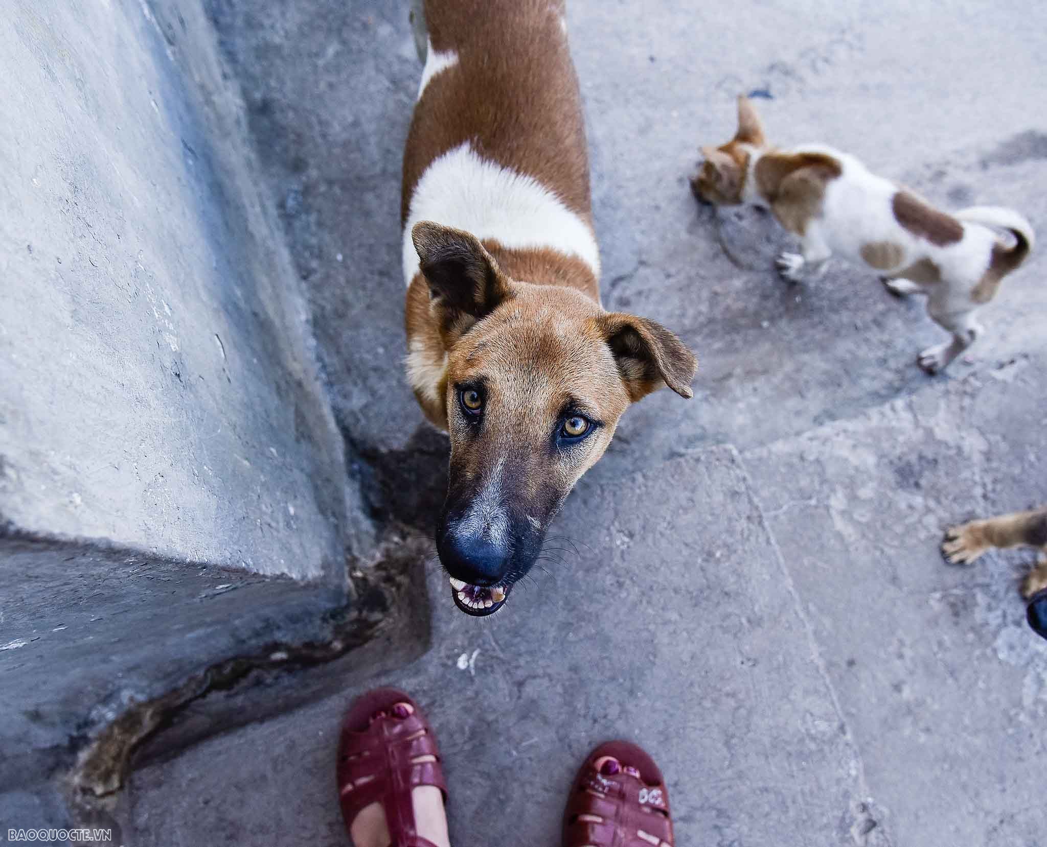 Những người bạn 4 chân của chiến sĩ Trường Sa