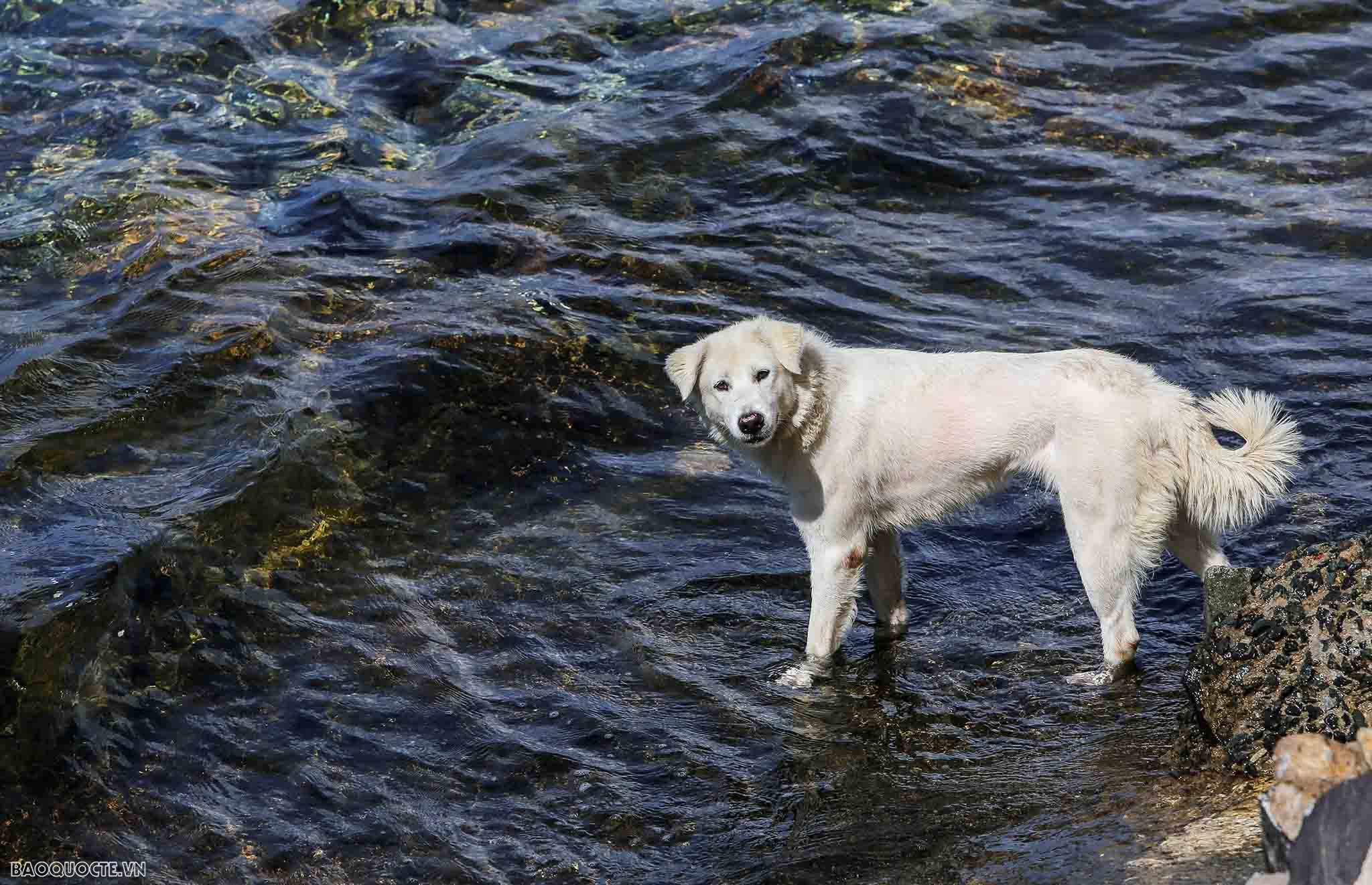 Những người bạn 4 chân của chiến sĩ Trường Sa