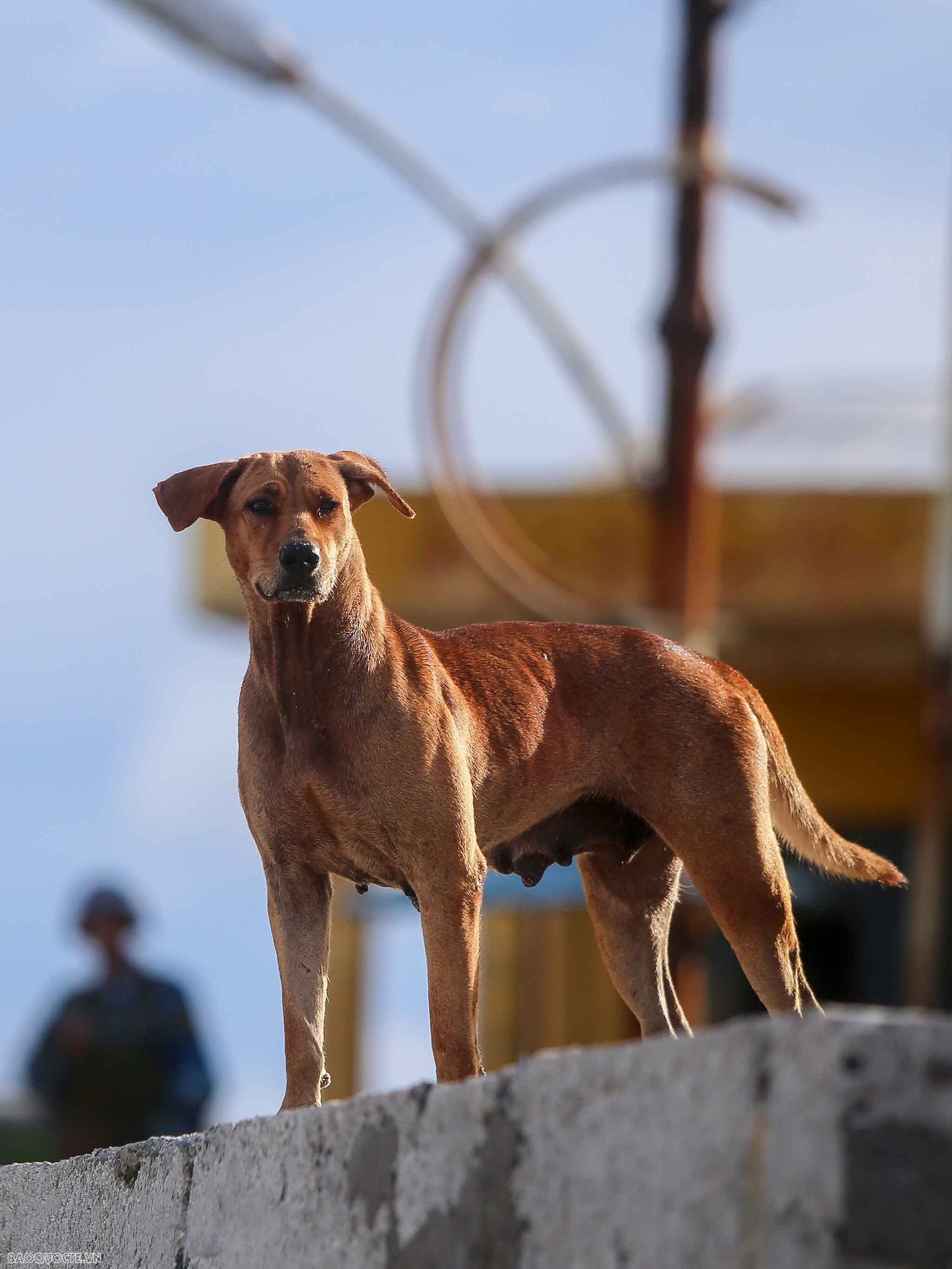 Những người bạn 4 chân của chiến sĩ Trường Sa