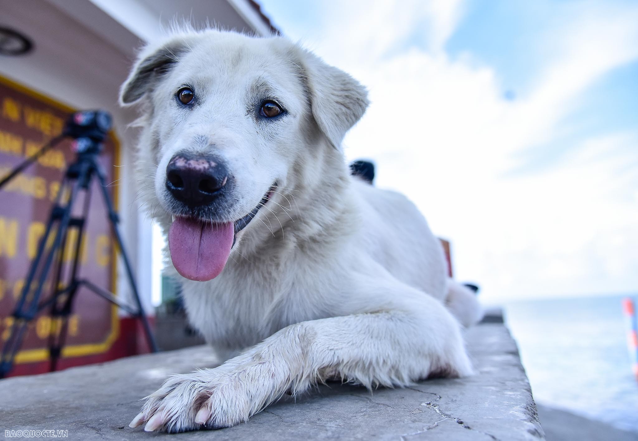 Những người bạn 4 chân của chiến sĩ Trường Sa