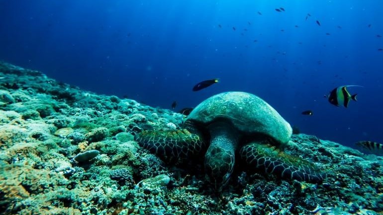 Hiệp định BBNJ - bước tiến mới của luật pháp quốc tế và triển vọng trong tương lai (Phần I)