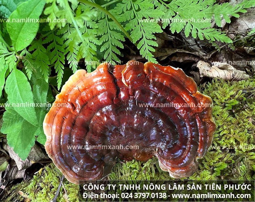 Cách dùng nấm lim xanh trị ung thư uống nhiều nên kiêng gì tốt tránh tác dụng phụ? Hiệu quả của nấm lim xanh trong trị ung thư - kiêng gì để phát huy hiệu quả và tránh tác dụng phụ?