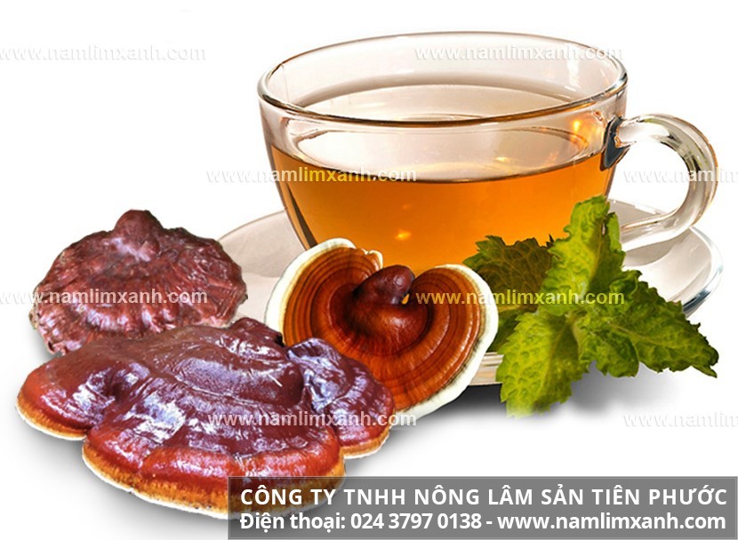 Cách dùng nấm lim xanh hàng ngày rất tốt để chữa bệnh hoặc bồi bổ. Cách dùng nấm lim xanh hàng ngày rất tốt để chữa bệnh hoặc bồi bổ.