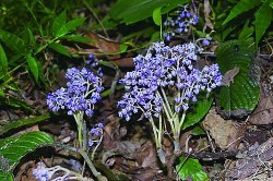 Trung Quốc tìm thấy loài thực vật mới nhiều hoa, có nguy cơ tuyệt chủng trong tự nhiên