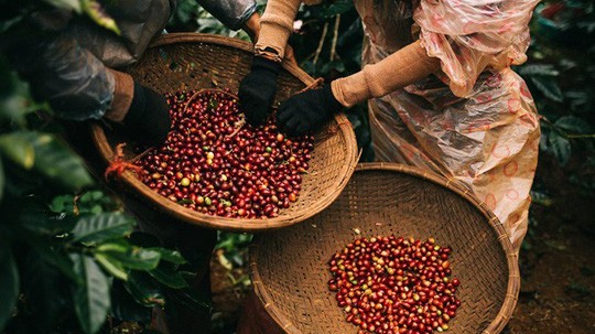 gia ca phe hom nay 16102024 gia ca phe dao chieu dong usd tang thuc te xuat khau dang tang hay giam