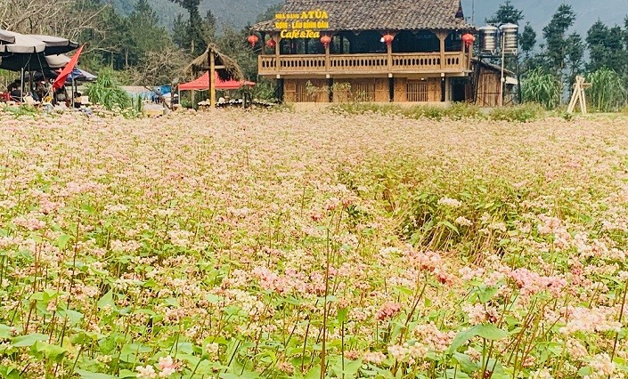 Hà Giang đẹp lạ thường trong mùa hoa tam giác mạch Hà Giang đẹp lạ thường trong mùa hoa tam giác mạch