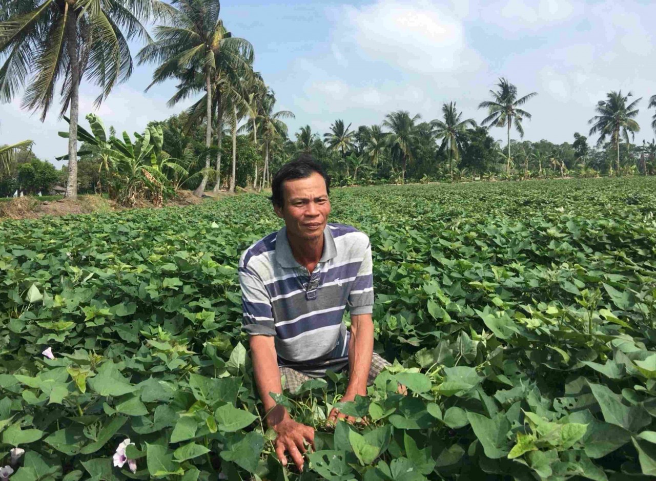 Nông dân Khmer Danh Sơn, ngụ ấp Hòa Mỹ, xã Định Hòa (huyện Gò Quao, tỉnh Kiên Giang) phấn khởi vì vụ trồng trồng khoai lang trúng mùa được giá cho thu nhập ổn định. (Ảnh: Phương Nghi)