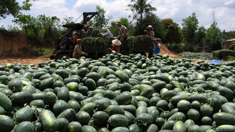 xuat khau ngay 182412 them mot loai qua di duong chinh ngach vao thi truong trung quoc quoc gia nao dang mua manh tay vang den cua viet nam