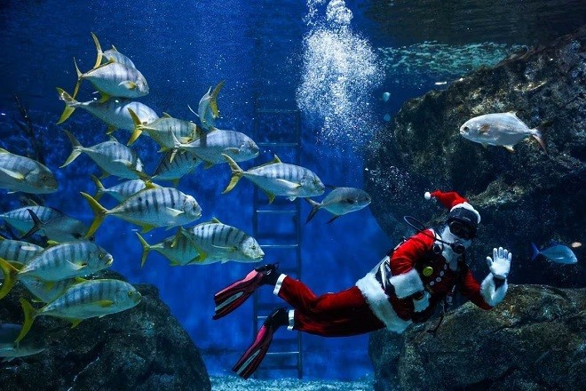 Thợ lặn mặc trang phục ông già Noel tại thủy cung ở Bangkok, Thái Lan. (Nguồn: Reuters)