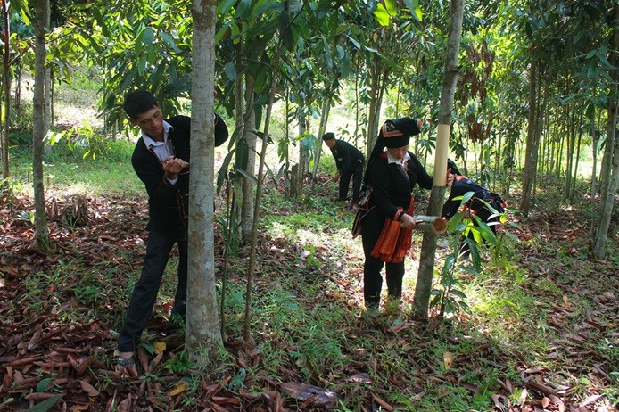 Cây quế giúp người Dao xóa đói, giảm nghèo