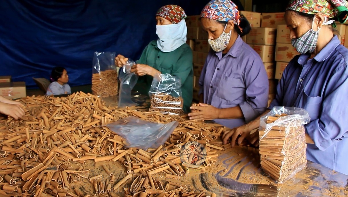 Cây quế giúp người Dao xóa đói, giảm nghèo