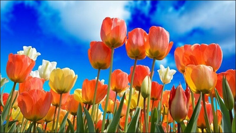 Cách làm tranh màu nước bằng Photoshop từ ảnh thật đơn giản nhất Cách làm tranh màu nước bằng Photoshop từ ảnh thật đơn giản nhất