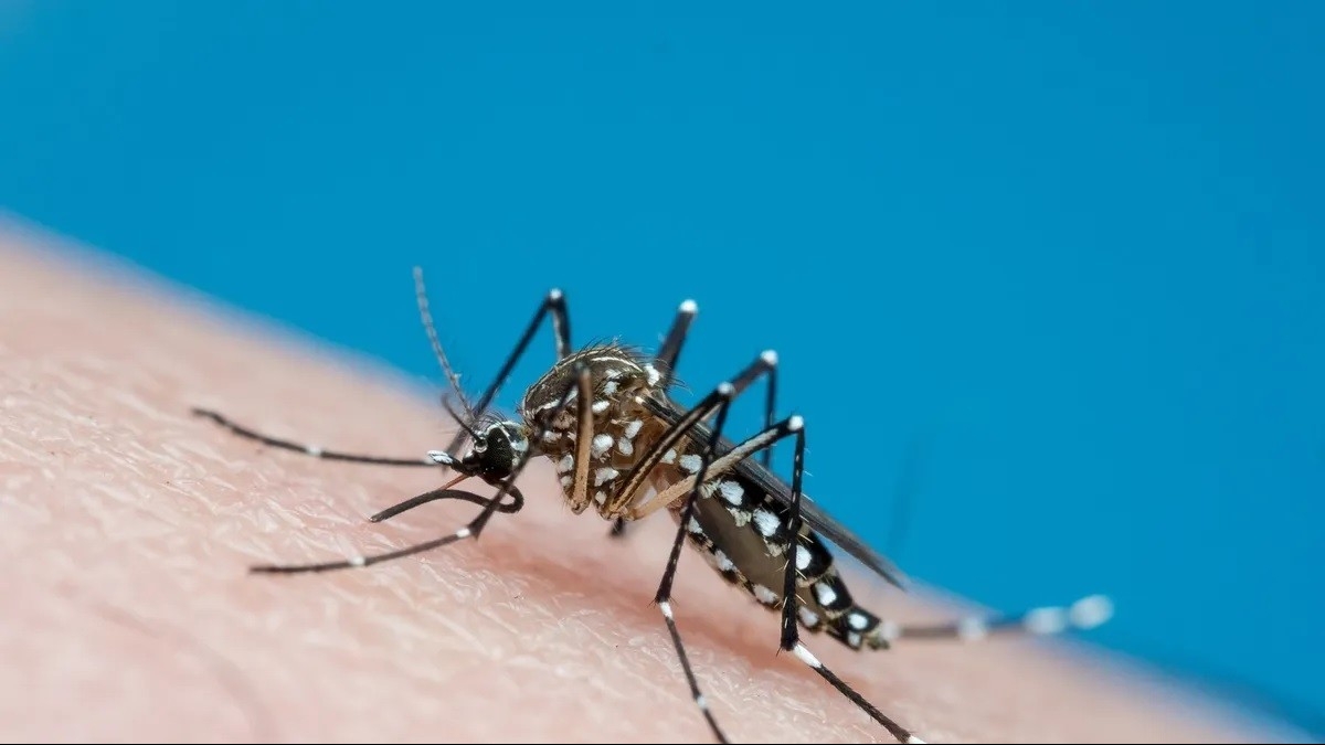 Dịch chikungunya bùng phát mạnh tại miền Nam Trung Quốc