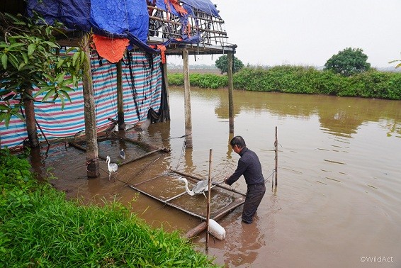 Nhiều hoạt động thiết thực bảo vệ chim di cư ở Ninh Bình Nhiều hoạt động thiết thực bảo vệ chim di cư ở Kim Sơn, Ninh Bình