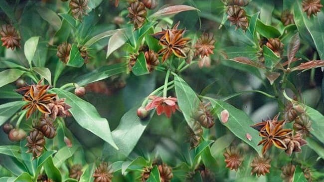 xuat khau ngay 8141 thi truong brazil ua chuong ca tra viet nam so huu san vat ngan do cac nuoc dua nhau san lung