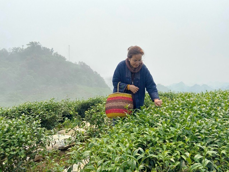Trà sư Ngô Thị Thanh Tâm trực tiếp lựa chọn những búp trà tinh tuý. Trà sư Ngô Thị Thanh Tâm trực tiếp lựa chọn những búp trà tinh tuý.