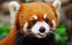 Australia cho sinh sản thành công một 'bé' gấu trúc đỏ