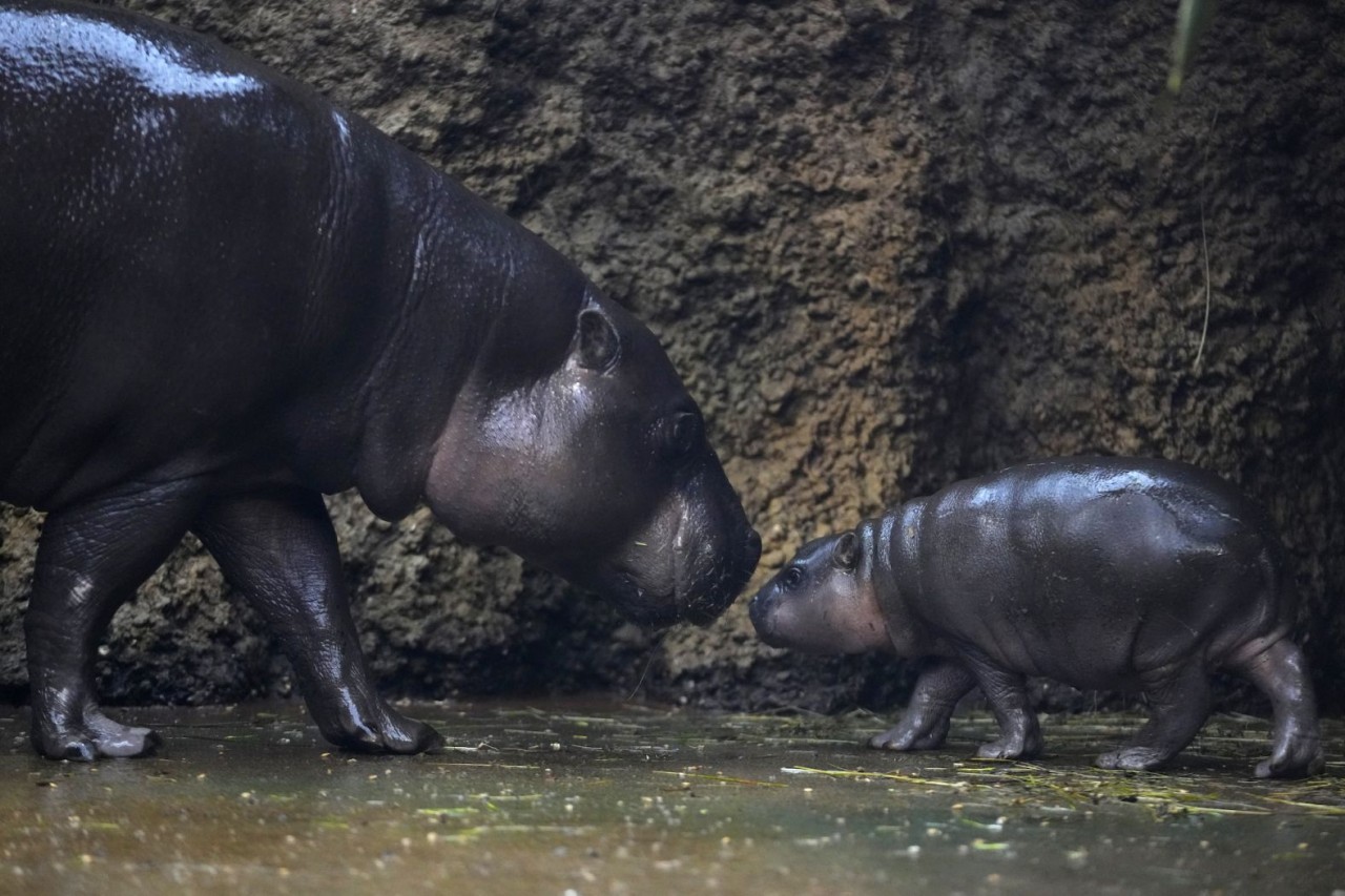 Ảnh ấn tượng (15-21/1): Nga nói nắm quyền chủ động, cảnh báo Ukraine đối diện ‘đòn nghiêm trọng’; Dải Gaza đổ nát; UAV Thổ Nhĩ Kỳ tấn công Syria