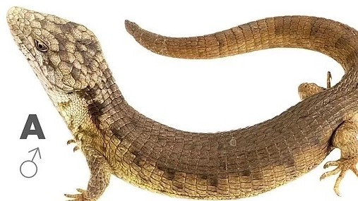 mexico phat hien loai than lan hoan toan moi dang co nguy co tuyet chung