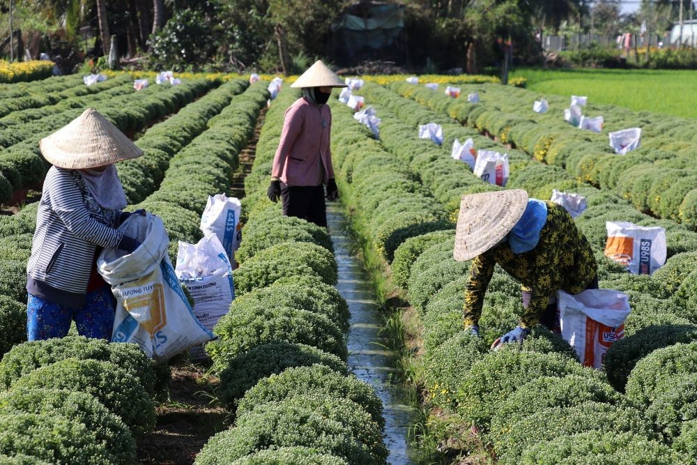 Từ nay đến ngày thu hoạch, bà con nỗ lực chăm sóc hoa  nhằm hạn chế bùng phát sâu bệnh. (Nguồn: TTXVN(