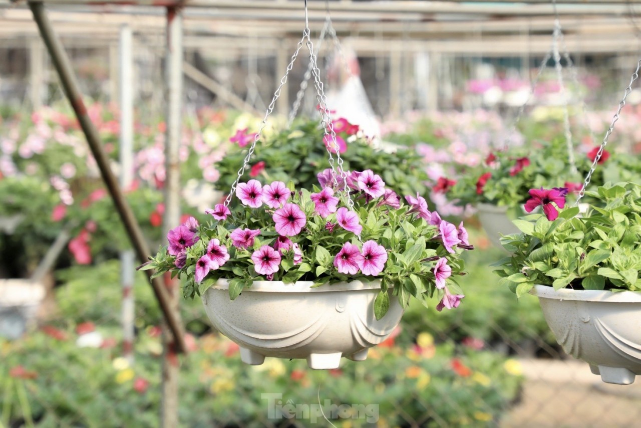 Những chậu hoa dạ yến thảo đủ màu sắc sặc sỡ, đung đưa dưới thời tiết nắng hanh hao của mùa đông. Loại hoa bình dân như dạ yến thảo được nhiều khách lựa chọn vì vừa đẹp, vừa rẻ lại chơi được lâu. Mỗi chậu hoa dạ yến thảo có giá từ 60.000 đồng. (Nguồn: Tiền Phong)