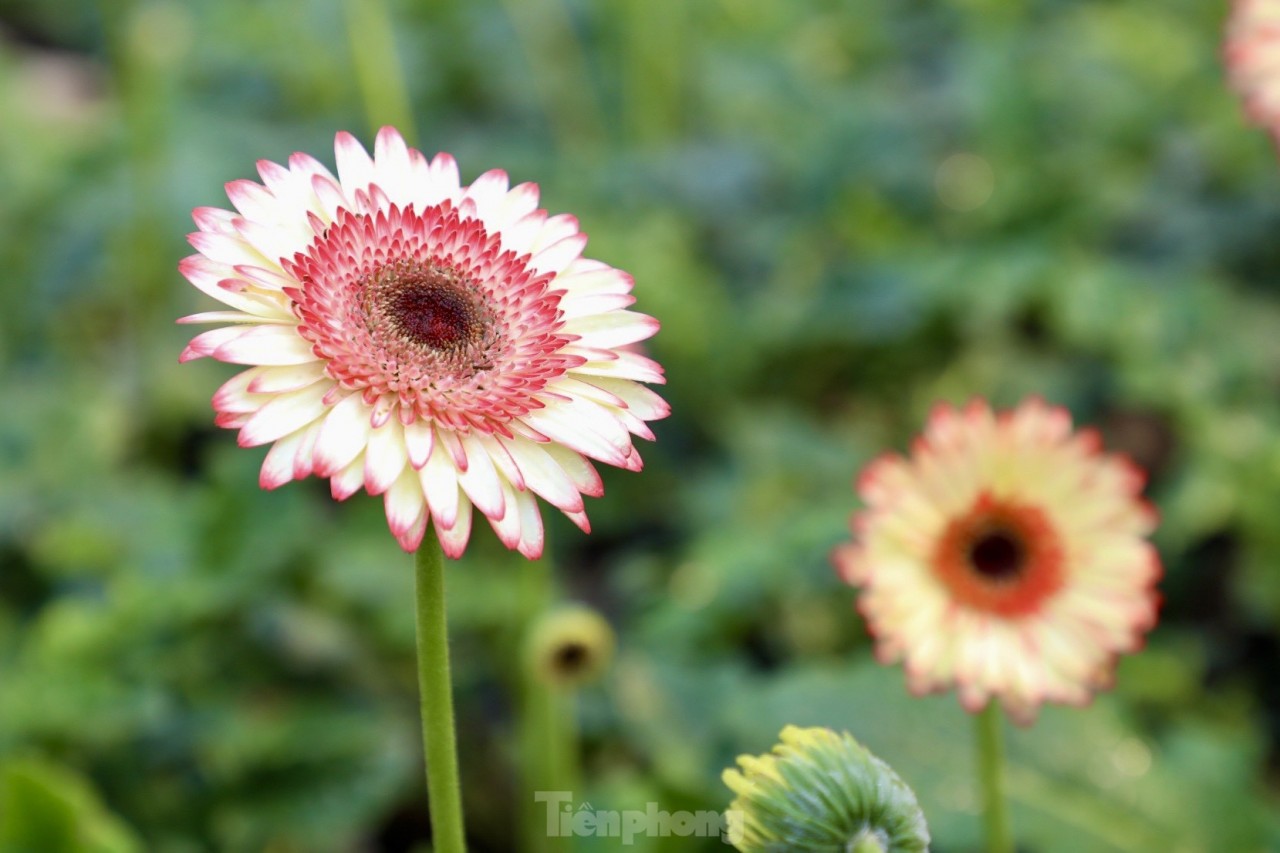 Những bông hoa đồng tiền đẹp tô điểm Làng hoa . (Nguồn: Tiền Phong)