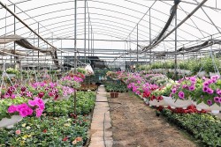 Những làng hoa sôi động chuẩn bị cho Tết Nguyên đán 2024