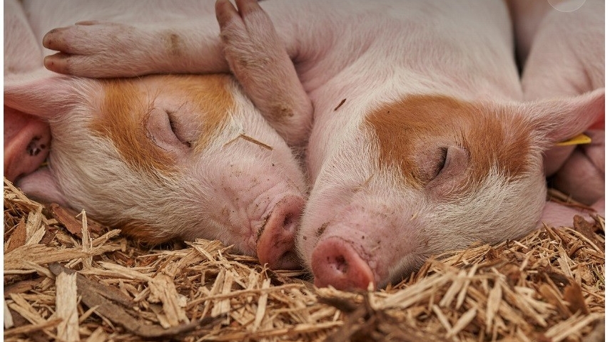 Giá heo hơi hôm nay 26/3: Duy trì ổn định, giao dịch trong khoảng 63.000 – 69.000 đồng/kg