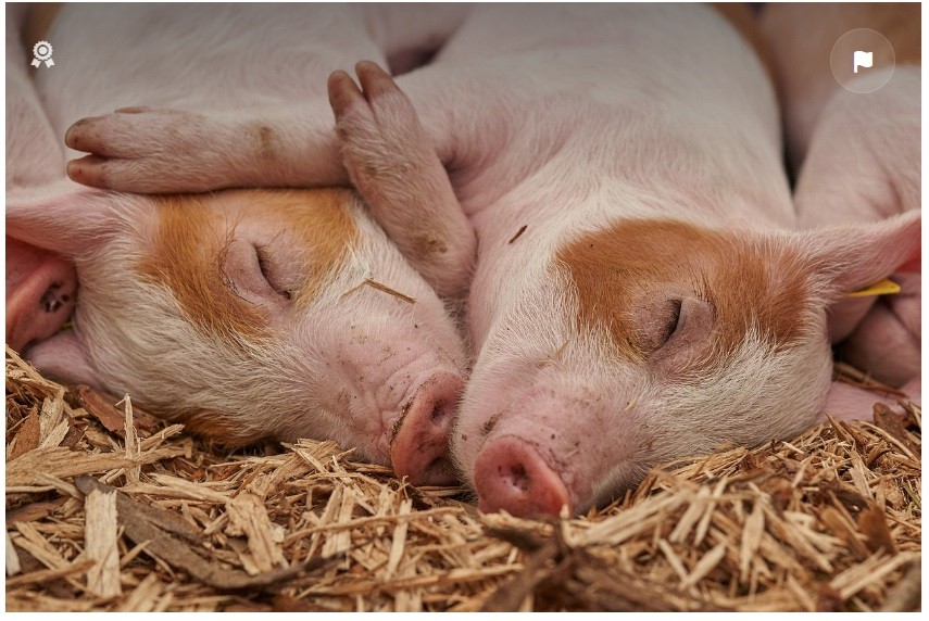 Giá heo hơi hôm nay 30/1: Giá heo hơi trong nước tăng nhẹ, khó khăn xử lý nhập lậu Giá heo hơi hôm nay 30/1: Giá heo hơi trong nước tăng nhẹ, khó khăn xử lý nhập lậu