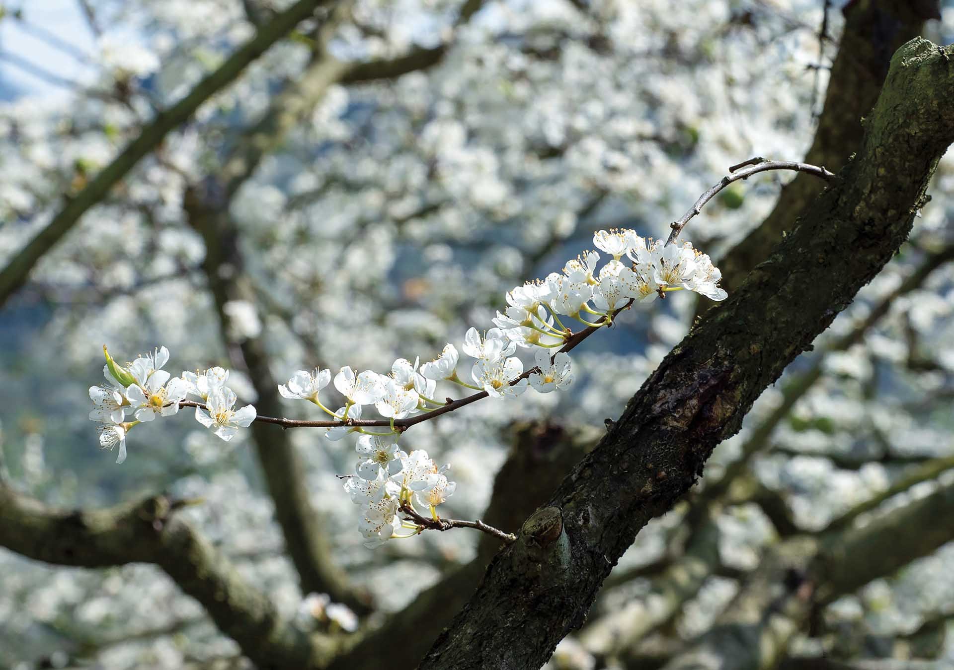 Hoa mận. Hoa mận.