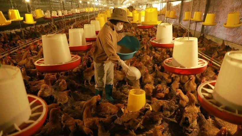 co hoi thuc day xuat khau thit gia cam sang trung quoc