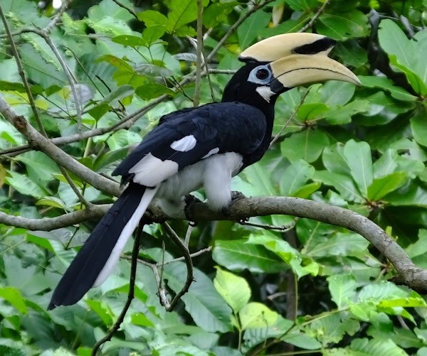 Loài chim quý hiếm hồng hoàng vượt qua loạt thử thách giải đố cấp độ cao