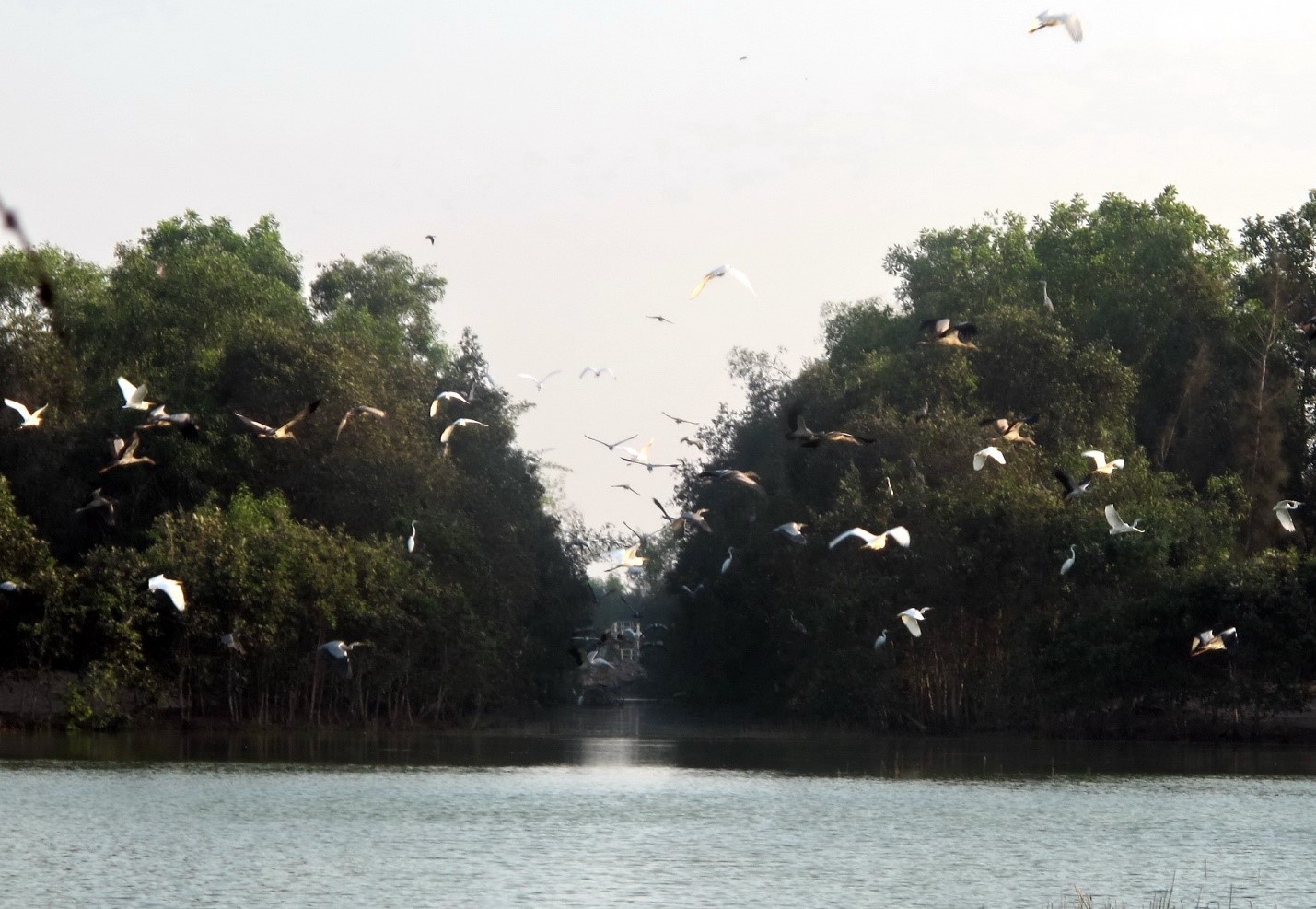 Cung đàn cò trắng ở ĐTQ.KBT Đồng Tháp Mười. Cung đàn cò trắng ở ĐTQ.KBT Đồng Tháp Mười.