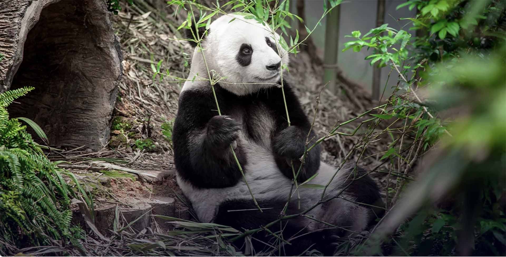 Ngoại giao gấu trúc ở Thái Lan Ngoại giao gấu trúc ở Thái Lan