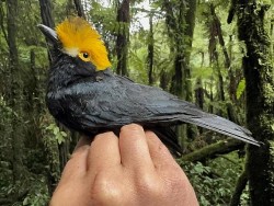 Bất ngờ chụp được bức ảnh đầu tiên về loài chim mũ mào vàng sau gần 20 năm