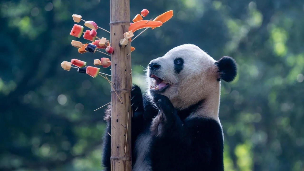 su tro lai cua ngoai giao gau truc trung quoc