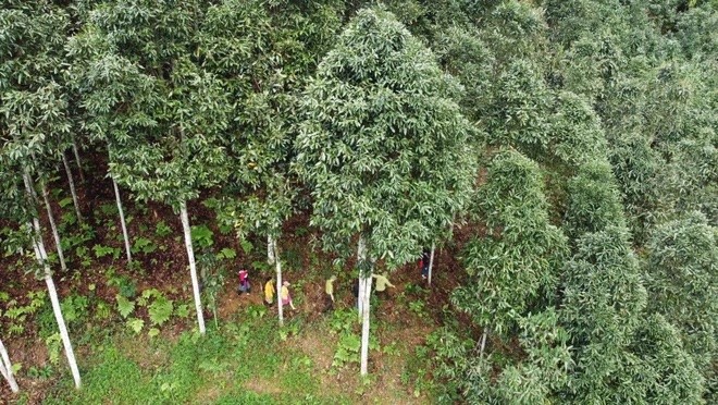 Ứng dụng SMART đã được triển khai ở hơn 40 khu rừng đặc dụng và phòng hộ tại Việt Nam, hỗ trợ hiệu quả lực lượng kiểm lâm. (Ảnh: Vũ Sinh/TTXVN)