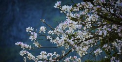 Điện Biên: Tan chảy với miền hoa ban nở rộ trên khắp cung đường thơ mộng, quanh co