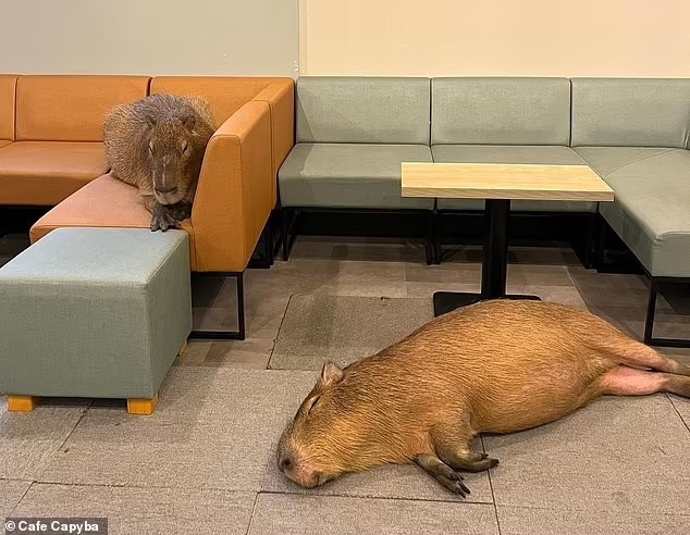 Quán cà phê độc đáo, khách hàng làm bạn với 2 chú chuột lang nước khổng lồ