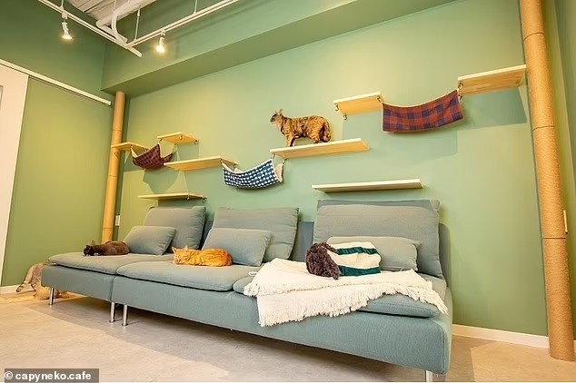 Quán cà phê độc đáo, khách hàng làm bạn với 2 chú chuột lang nước khổng lồ