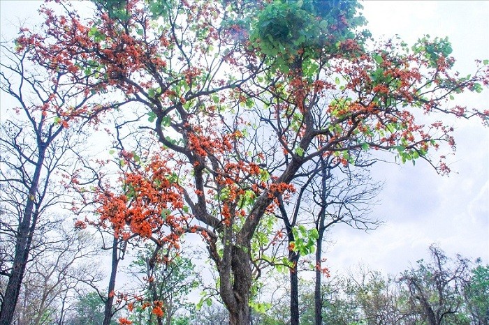 Miền Bắc và Bắc Trung Bộ tiếp tục mưa phùn và nồm ẩm, Nam Bộ và Tây Nguyên nắng nhiều