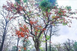 Miền Bắc và Bắc Trung Bộ tiếp tục mưa phùn và nồm ẩm, Nam Bộ và Tây Nguyên nắng nhiều